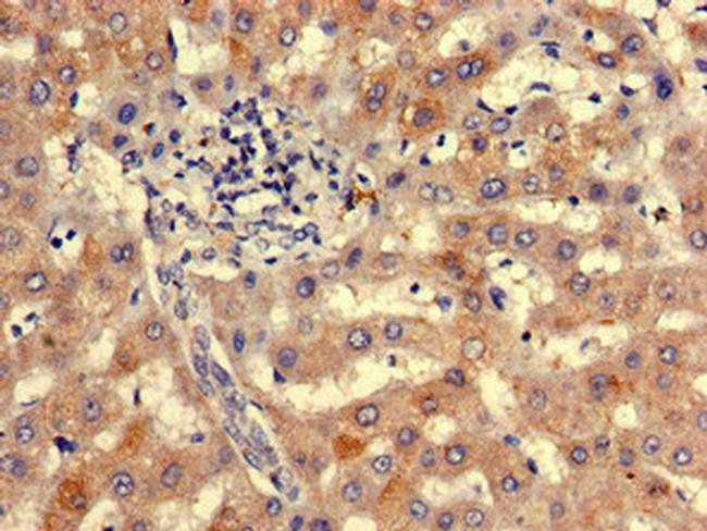 NIPBL Antibody in Immunohistochemistry (Paraffin) (IHC (P))