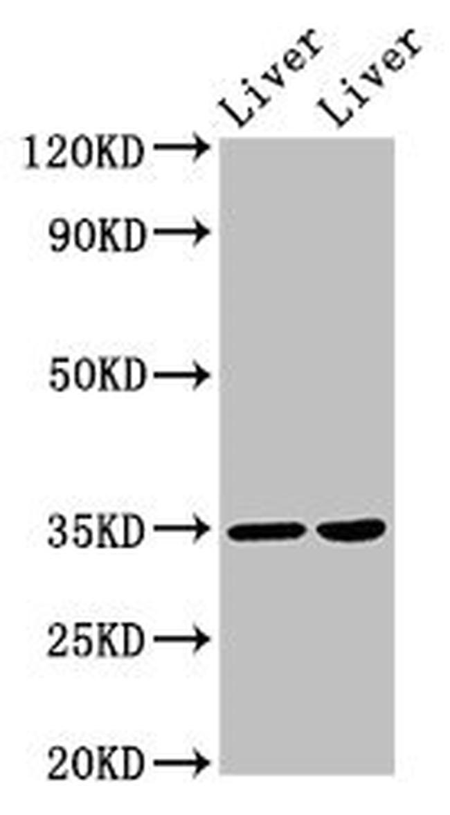 NANOGP8 Antibody in Western Blot (WB)