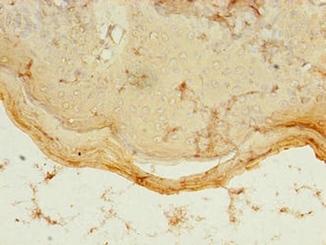 PDZD3 Antibody in Immunohistochemistry (Paraffin) (IHC (P))