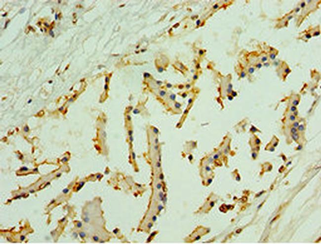 NLGN4Y Antibody in Immunohistochemistry (Paraffin) (IHC (P))