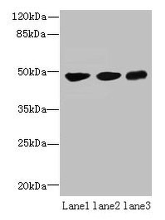 UXS1 Antibody in Western Blot (WB)