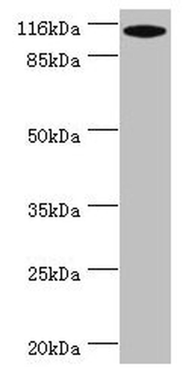 MYO19 Antibody in Western Blot (WB)