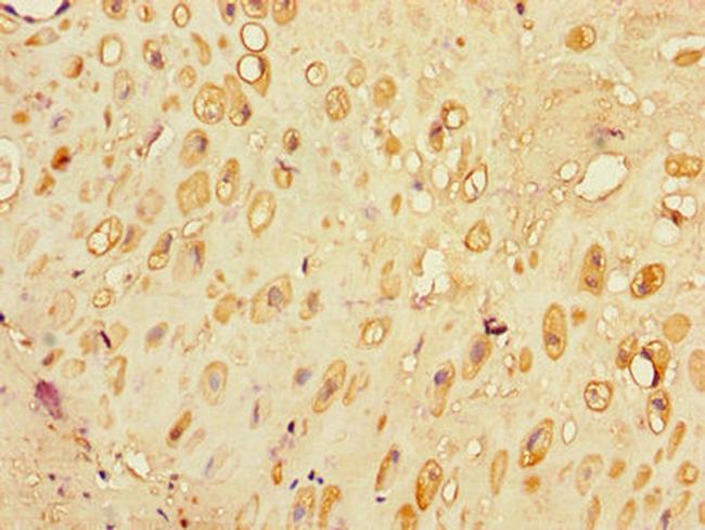 SLC30A7 Antibody in Immunohistochemistry (Paraffin) (IHC (P))