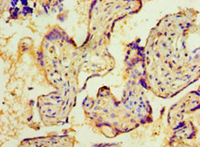 NMNAT3 Antibody in Immunohistochemistry (Paraffin) (IHC (P))