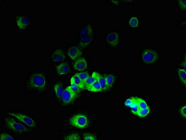 VN1R2 Antibody in Immunocytochemistry (ICC/IF)