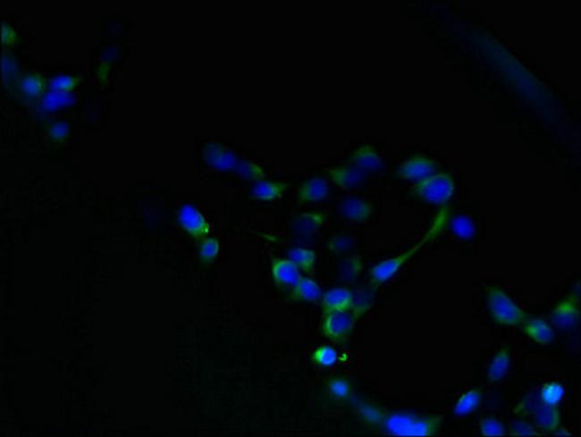 HM13 Antibody in Immunocytochemistry (ICC/IF)