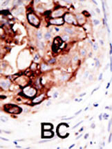 SENP2 Antibody in Immunohistochemistry (Paraffin) (IHC (P))