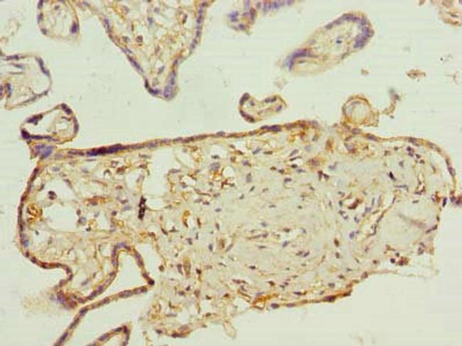 FAPP2 Antibody in Immunohistochemistry (Paraffin) (IHC (P))