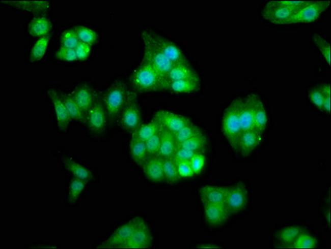 RASSF7 Antibody in Immunocytochemistry (ICC/IF)