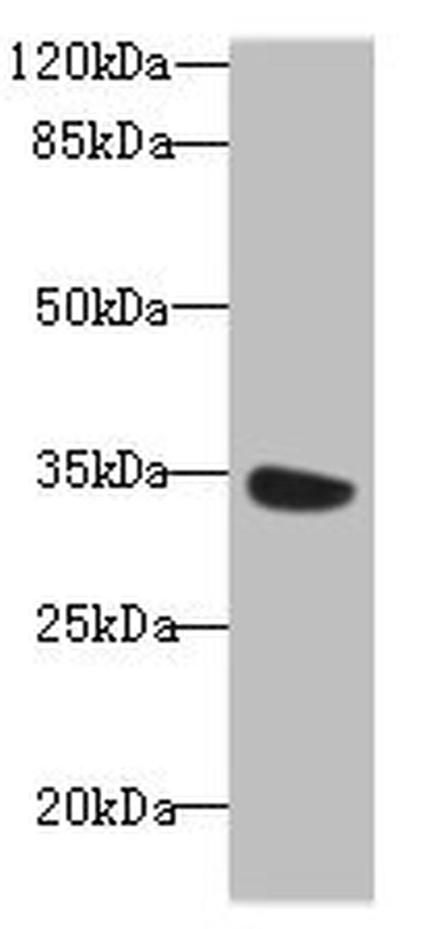 MIOX Antibody in Western Blot (WB)