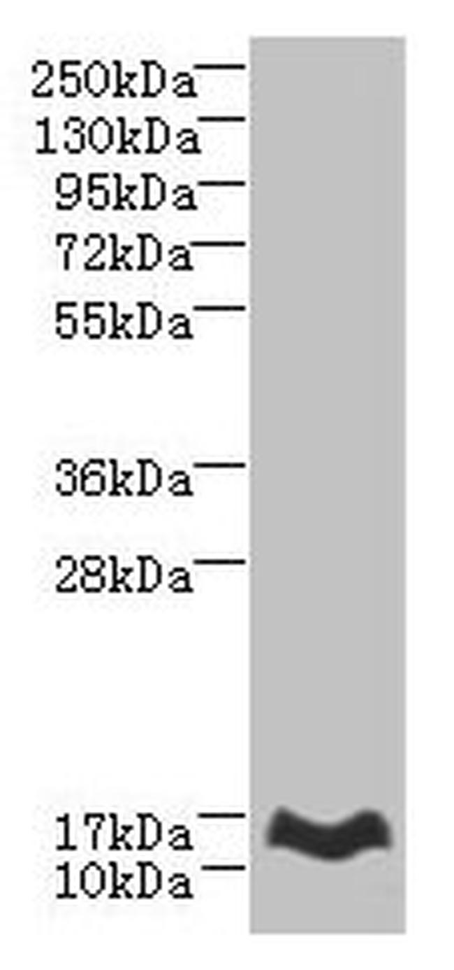 MTHFD2L Antibody in Western Blot (WB)