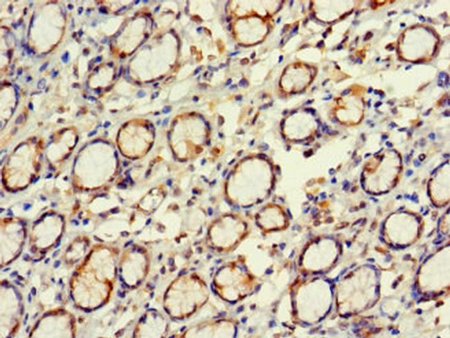 EXD2 Antibody in Immunohistochemistry (Paraffin) (IHC (P))