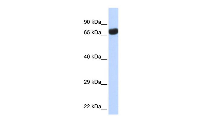 PTEN2 Antibody in Western Blot (WB)