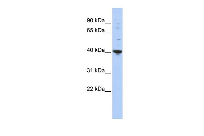 PURA Antibody in Western Blot (WB)