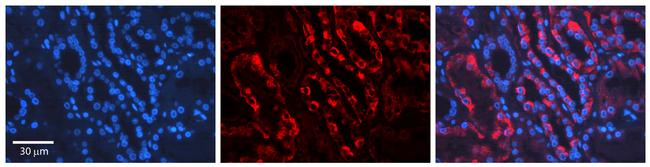 AIF Antibody in Immunohistochemistry (Paraffin) (IHC (P))