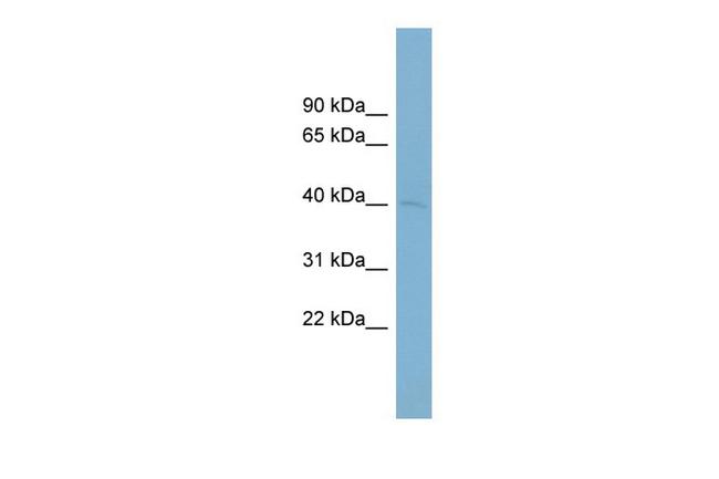 PON3 Antibody in Western Blot (WB)