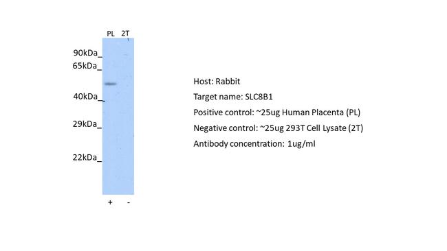 SLC8B1 Antibody in Western Blot (WB)