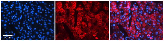 NIPA2 Antibody in Immunohistochemistry (IHC)