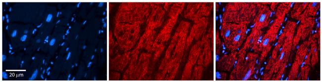 EPRS Antibody in Immunohistochemistry (Paraffin) (IHC (P))