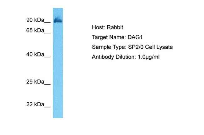 alpha Dystroglycan Antibody in Western Blot (WB)