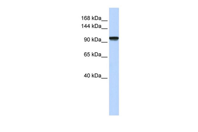 PAXBP1 Antibody in Western Blot (WB)