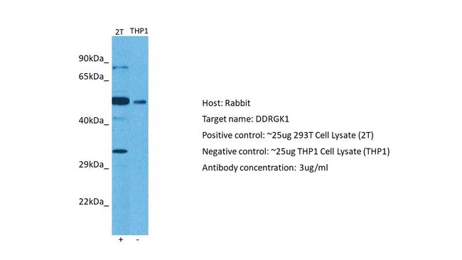 DDRGK1 Antibody in Western Blot (WB)