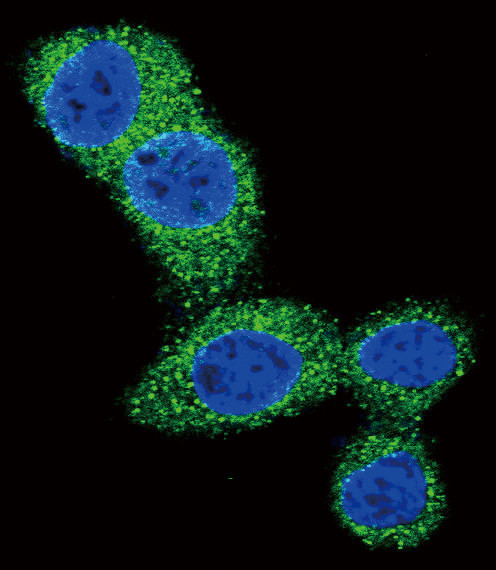 PUMA alpha Antibody in Immunocytochemistry (ICC/IF)