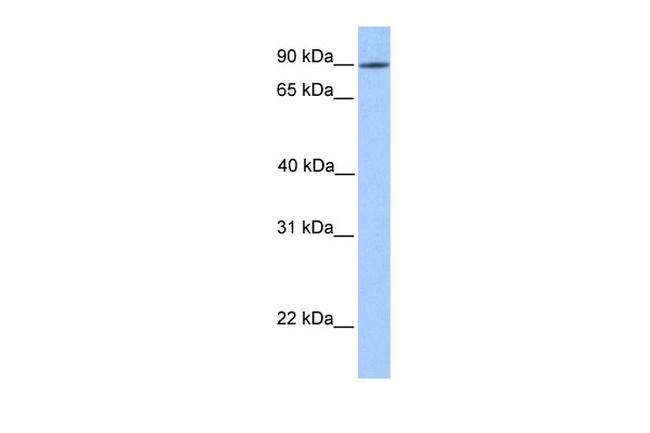 LRRC50 Antibody in Western Blot (WB)