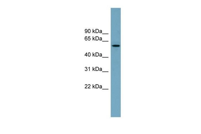 MNS1 Antibody in Western Blot (WB)