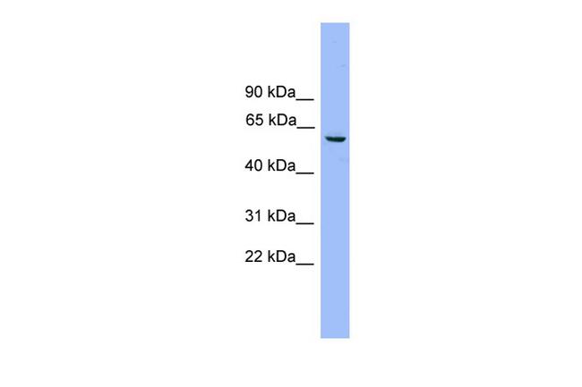 NAP1L2 Antibody in Western Blot (WB)