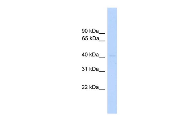 DUSP5 Antibody in Western Blot (WB)