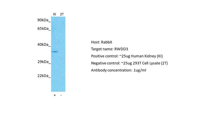 RWDD3 Antibody in Western Blot (WB)