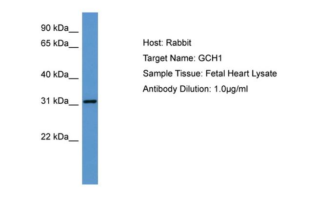 GCH1 Antibody in Western Blot (WB)