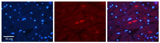 Adiponectin Receptor 2 Antibody in Immunohistochemistry (Paraffin) (IHC (P))