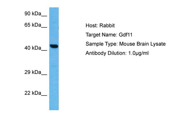 Myostatin Antibody in Western Blot (WB)