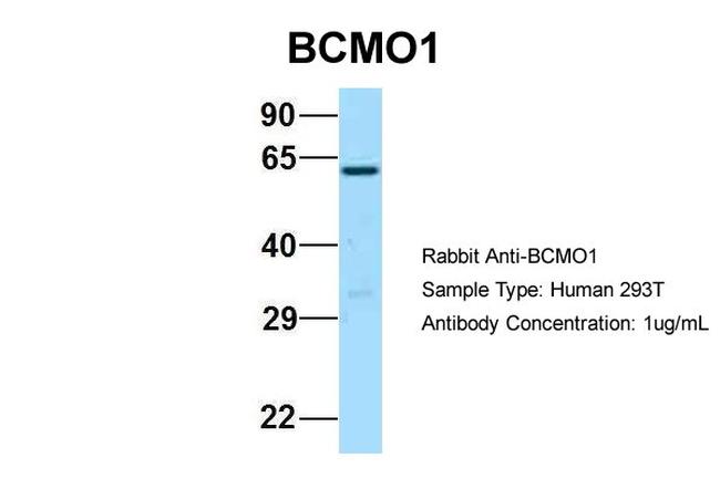 BCMO1 Antibody in Western Blot (WB)