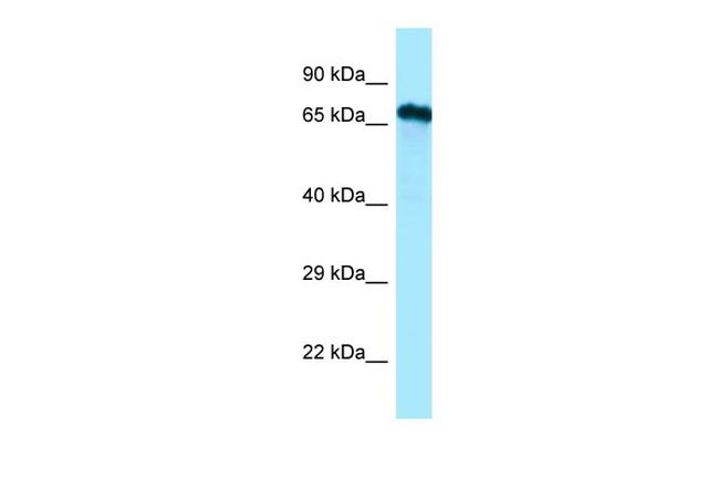 Cdc14A Antibody in Western Blot (WB)