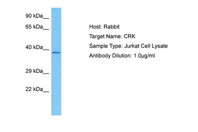 CRK Antibody in Western Blot (WB)