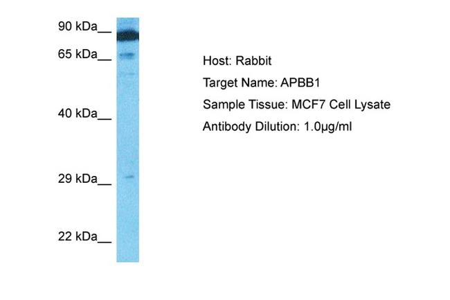 Fe65 Antibody in Western Blot (WB)