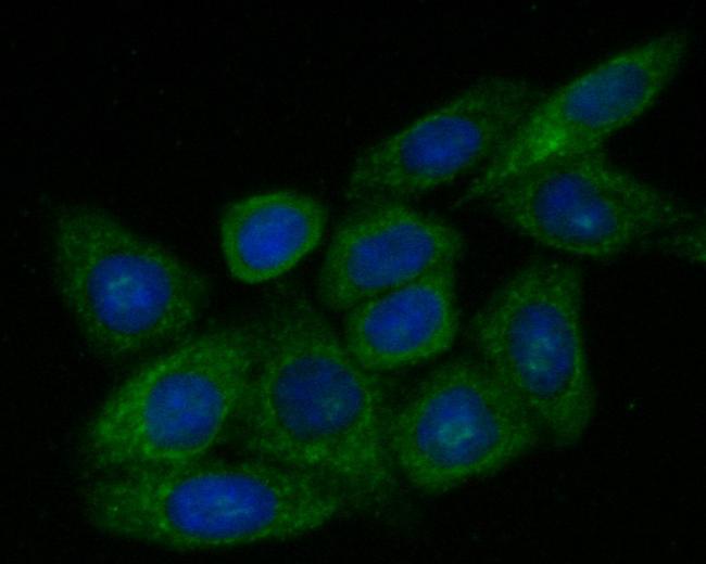 ZACN Antibody in Immunocytochemistry (ICC/IF)