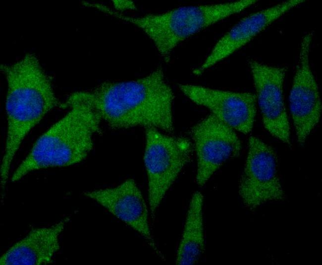 CNGA4 Antibody in Immunocytochemistry (ICC/IF)