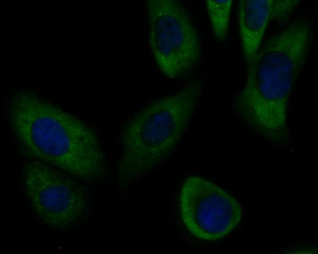 SLC8B1 Antibody in Immunocytochemistry (ICC/IF)