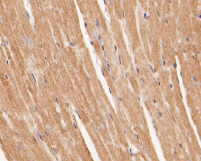 OXPAT Antibody in Immunohistochemistry (Paraffin) (IHC (P))