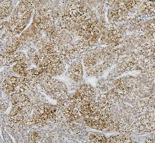 CYP2C19 Antibody in Immunohistochemistry (Paraffin) (IHC (P))