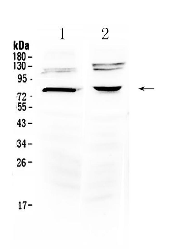 DVL3 Antibody in Western Blot (WB)