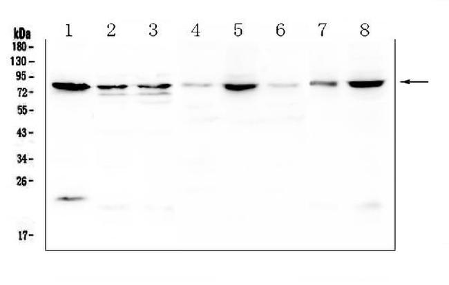 POMT2 Antibody in Western Blot (WB)