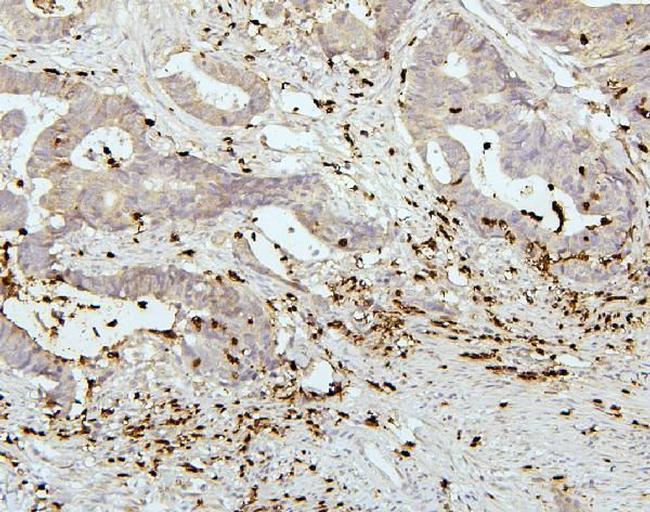 PEF1 Antibody in Immunohistochemistry (Paraffin) (IHC (P))