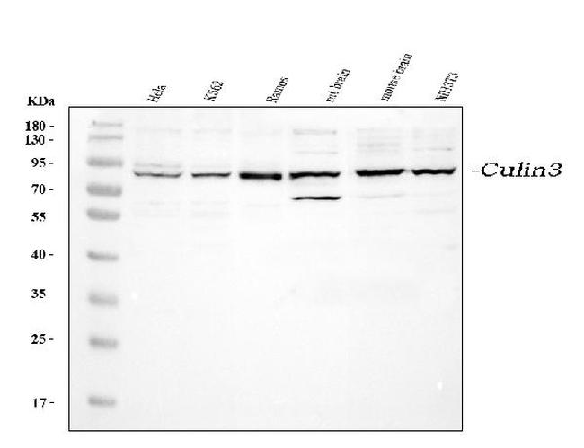 CUL3 Antibody in Western Blot (WB)