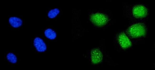 CCNA1 Antibody in Immunocytochemistry (ICC/IF)