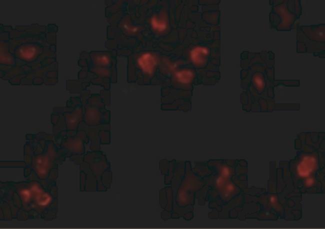 CD81 Antibody in Immunocytochemistry (ICC/IF)